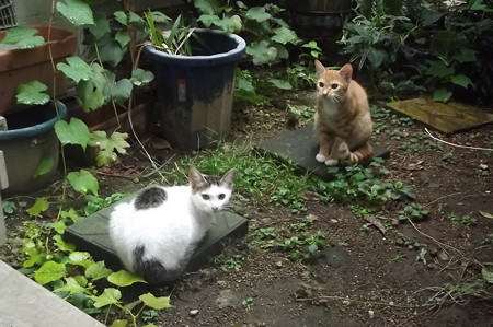 ミニチグ&黒ブチ0922
