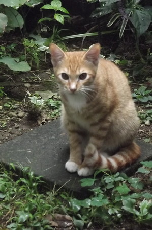 ミニチグ0922