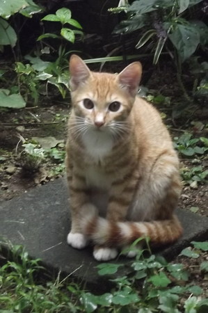 ミニチグ0923