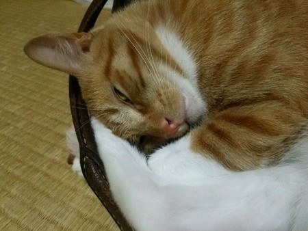 チグラーシャ0924