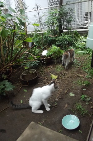 ミケママ、黒ブチ0928