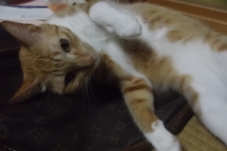 チグラーシャ0929