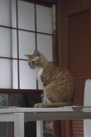 チグラーシャ0930