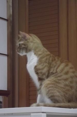 チグラーシャ0930