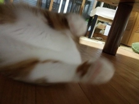チグラーシャ1121