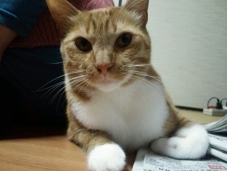 チグラーシャ1122