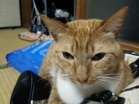 チグラーシャ1217