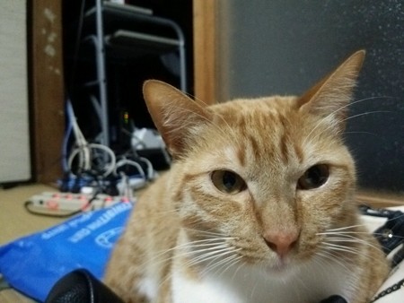チグラーシャ1217