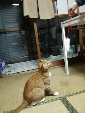 チグラーシャ1219