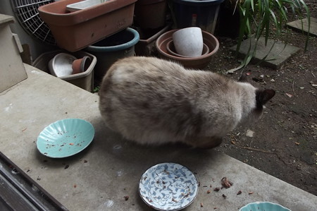 シャム風ネコ1221