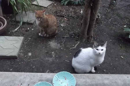 ミニチグ&黒ブチ1222