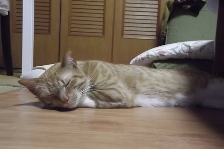 チグラーシャ0221