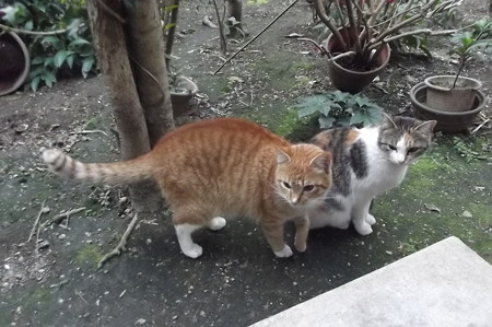 ミケママ&ミニチグ0227