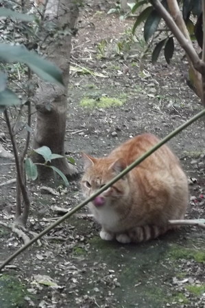 ミニチグ0227