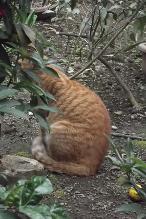 ミニチグ0308