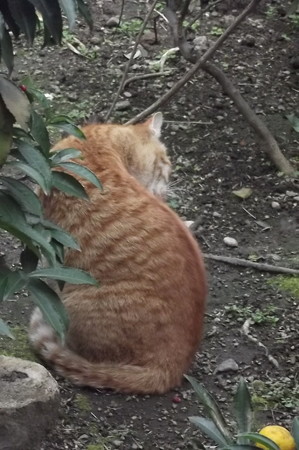 ミニチグ0308