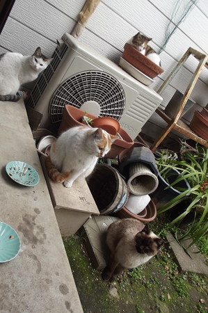 茶ブチ、黒ブチ、ミケママ、シャム風ネコ0322