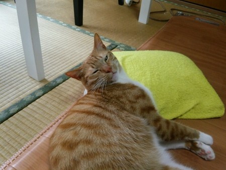 チグラーシャ0319