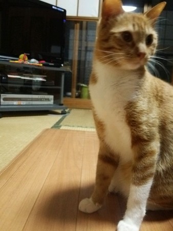 チグラーシャ0328
