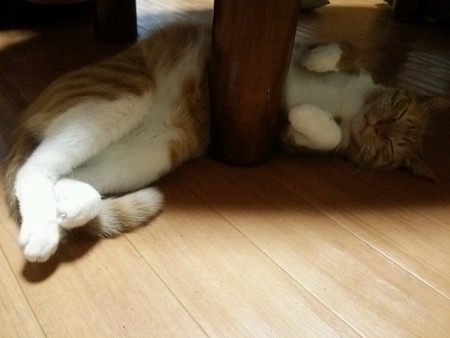 チグラーシャ0329