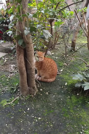 ミニチグ0331