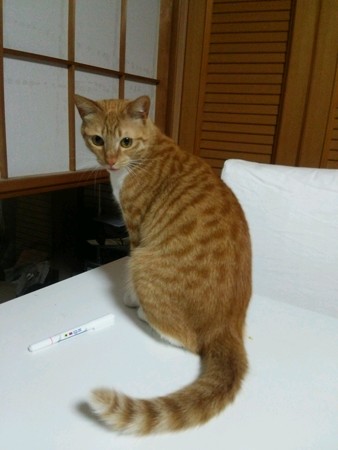 チグラーシャ0402