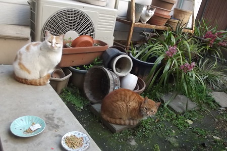 ミニチグ&茶ブチ0408