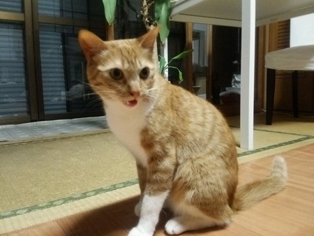 チグラーシャ0407