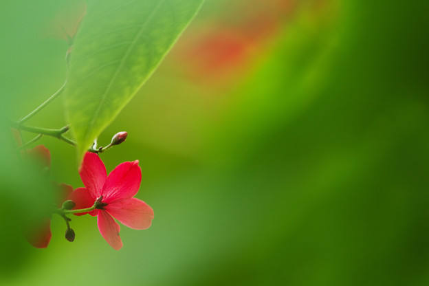 南国の花