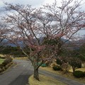Photos: 足利カントリークラブ多幸コースサウス前の桜2017.4.6