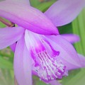 にゅ～ッと出た紫蘭のビフォー＆アフター～蕾と花～