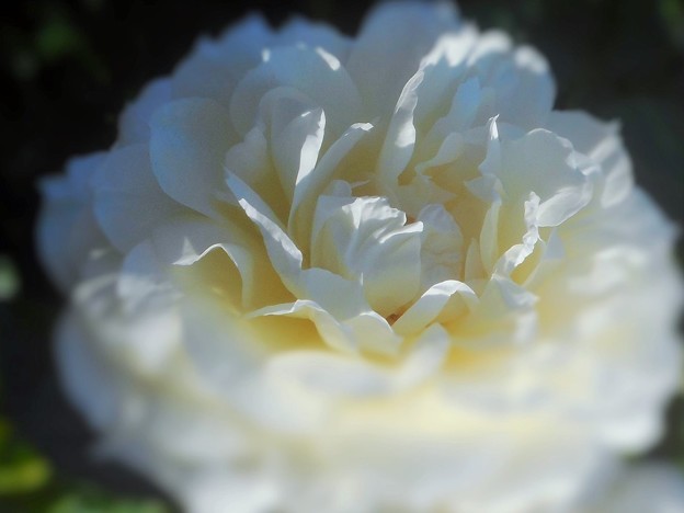 白い薔薇 ”チャイコフスキー”