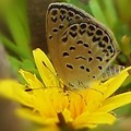 花に顔を埋（うず）める ヤマトシジミ（♀）