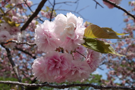 DSC00909