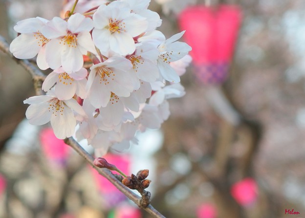 桜咲いた