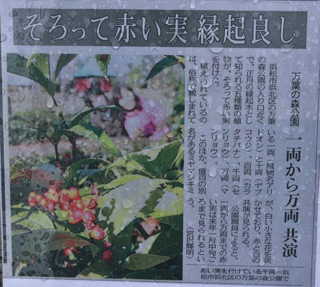 新聞に「万葉の森」正月縁起木がのりました。