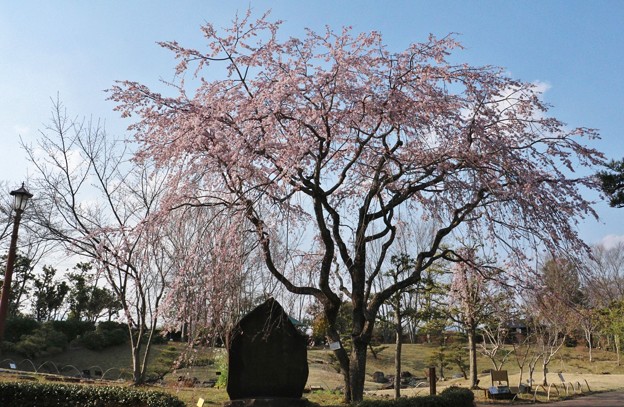 万葉歌碑と枝垂桜