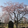 Photos: 万葉歌碑と枝垂桜