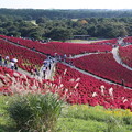 コキア_海浜公園 D9870