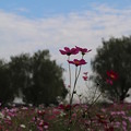 秋桜_公園 D9888