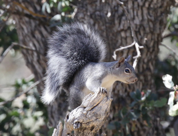 Gray Squirrel (1)