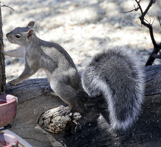 Gray Squirrel (3)