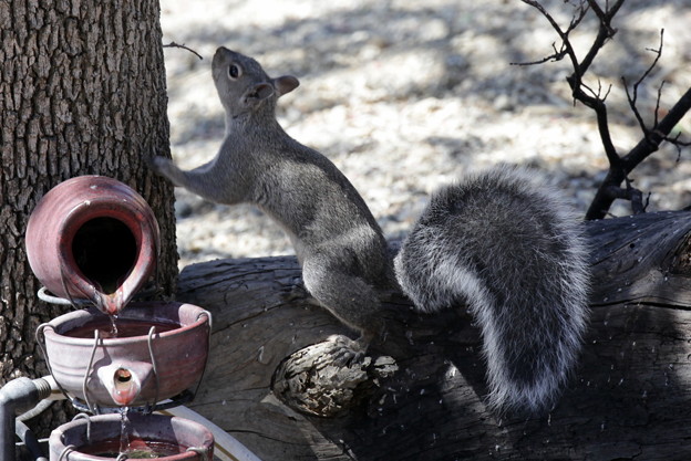 Gray Squirrel (4)