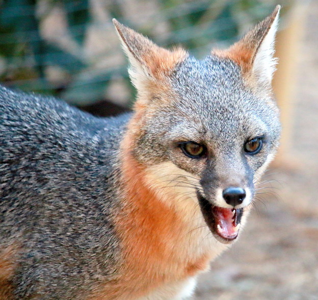 Gray Fox (1)