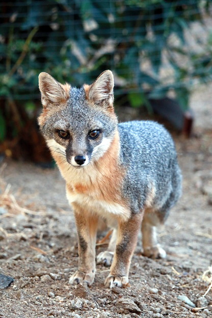 Gray Fox (2)