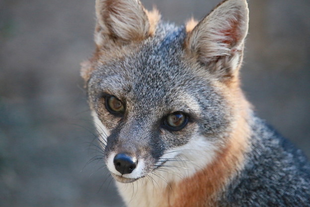 Gray Fox (4)