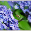 Photos: 紫陽花＆蜂