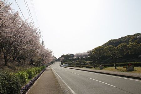 0410 花見_04