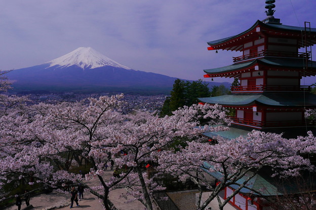 新倉浅間神社の桜と富士山