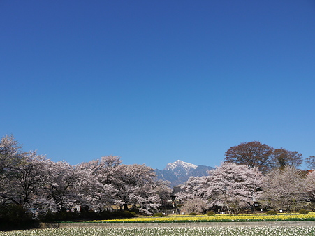 実相寺　神代桜